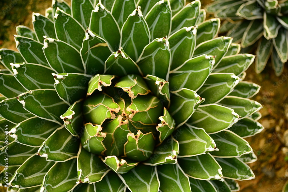 Fototapeta premium cactus in the garden