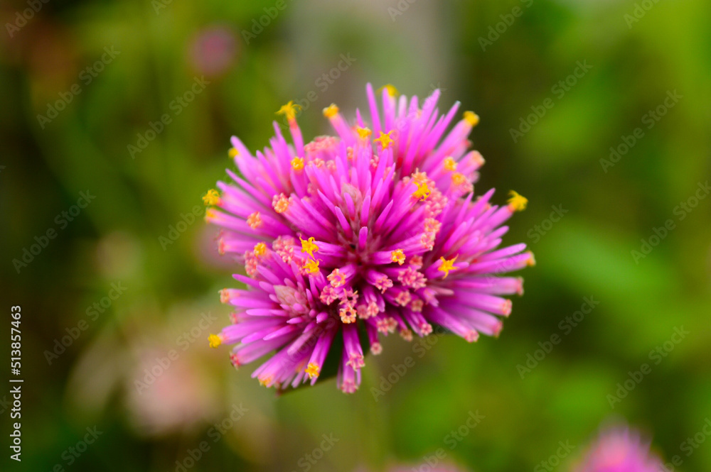 flower of a flower flower of a flower