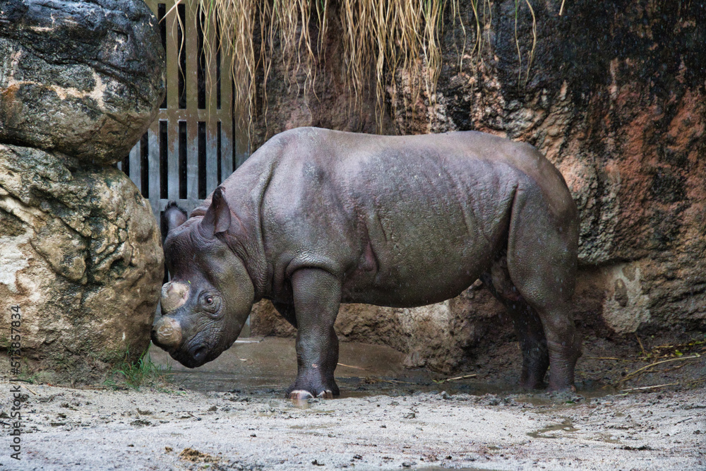 A picture of the black rhinoceros. Osaka Japan
A picture of the black rhinoceros. Osaka Japan
