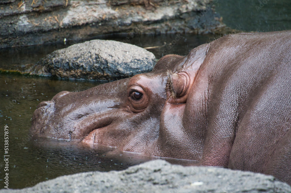 A portrait of the hippopotamus. Osaka Japan
A portrait of the hippopotamus. Osaka Japan