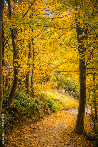 golden autumn landscape, yellow leaves in a forest or park, beautiful fall background, outdoor shot © Alena Yakusheva