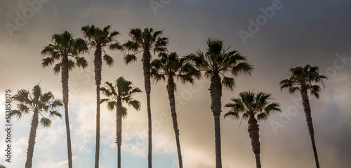 tall palm trees during sunset in California.
