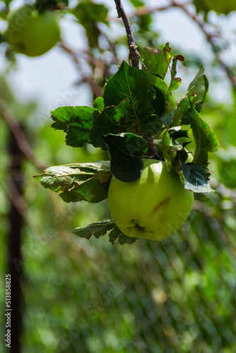 Green apple photo