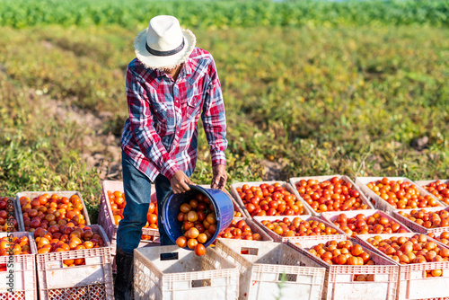The gardener selects the tomatoes in the basket.Colorful tomatoes of different size.