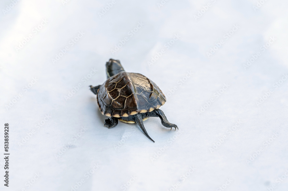 Baby Reeves Turtle, Mauremys reevesii, also known as the Chinese Pond ...