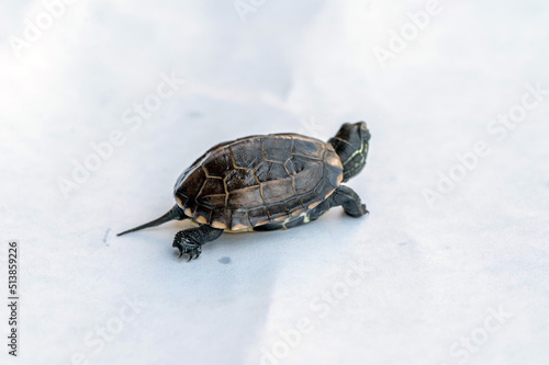 Baby Reeves Turtle, Mauremys reevesii, also known as the Chinese Pond Turtle, Three-keeled or Coin turtle, native to China and Taiwan, walking away from the camera revealing a long tail photo