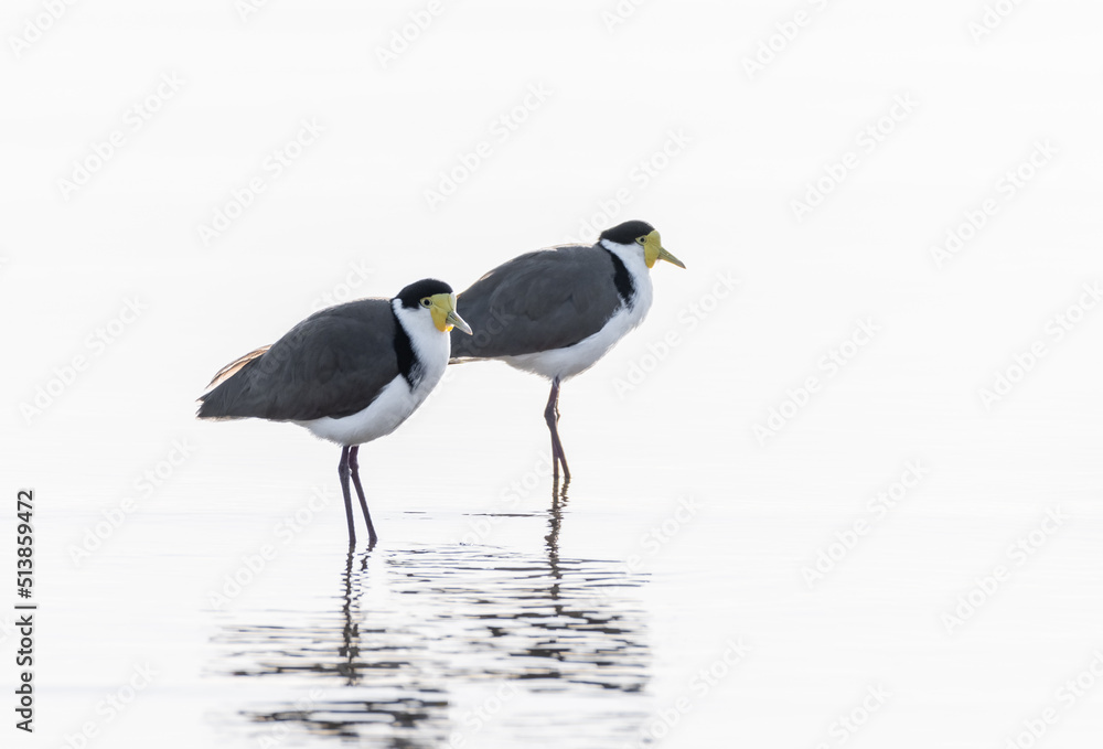 Two Masked Lapwing plovers standing in water with white background and reflections. (Vanellus miles) Two Masked Lapwing plovers standing in water with white background and reflections. (Vanellus miles)