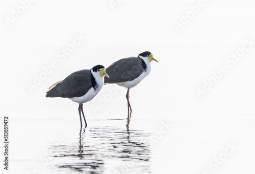 Two Masked Lapwing plovers standing in water with white background and reflections. (Vanellus miles) photo