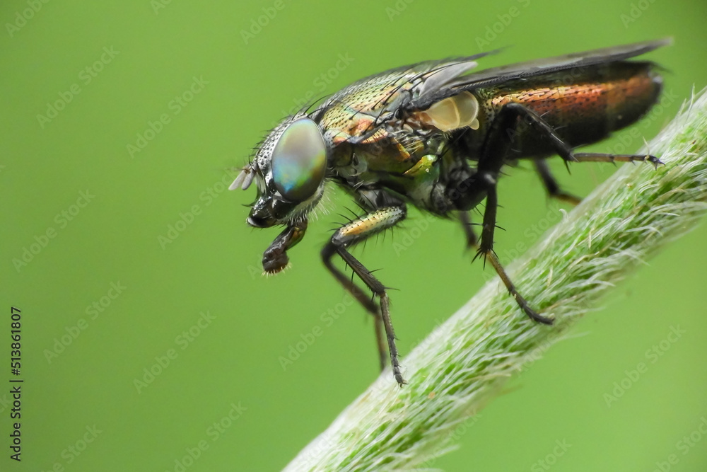 Naklejka premium fly on leaf