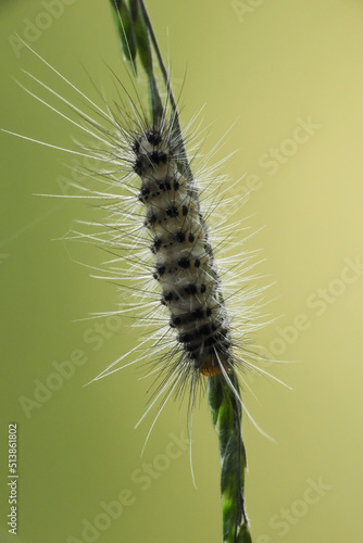 close up of caterpillar