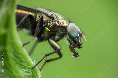 fly on leaf © harto