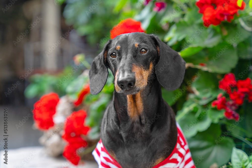 Portrait of adorable dachshund dog wearing striped t-shirt, who obediently sits with attentive gaze against the background of shrub with beautiful red flowers, front view