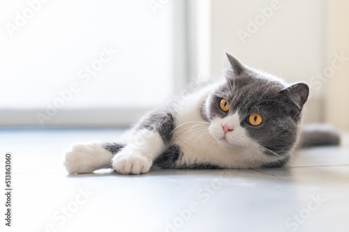 British Shorthair cat lying on the floor