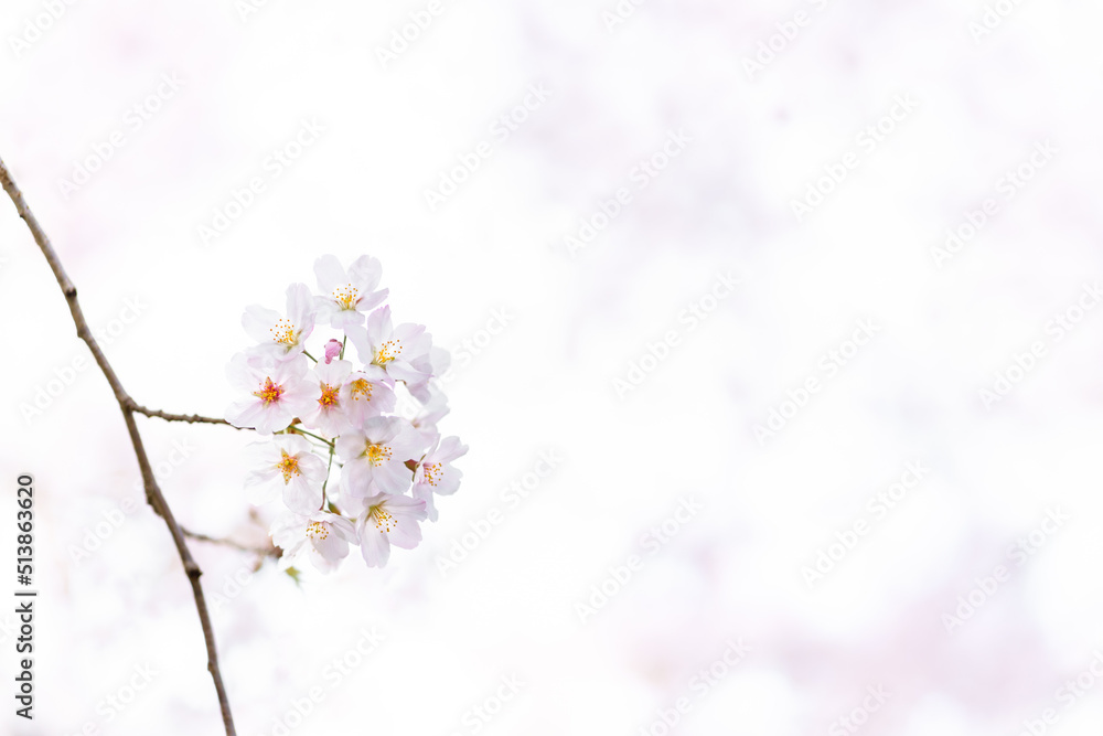 桜　ソメイヨシノ　Cerasus × yedoensis ’Somei-yoshino’