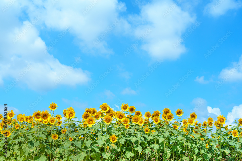 Fototapeta premium ヒマワリ畑と青い空