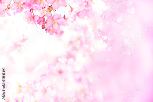桜 河津桜 Cerasus ×kanzakura ‘Kawazu-zakura’