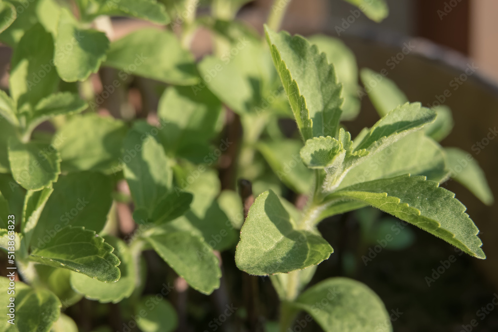 potted stevia grown at home indoors stevia rebaudiana potted stevia grown at home indoors stevia rebaudiana
