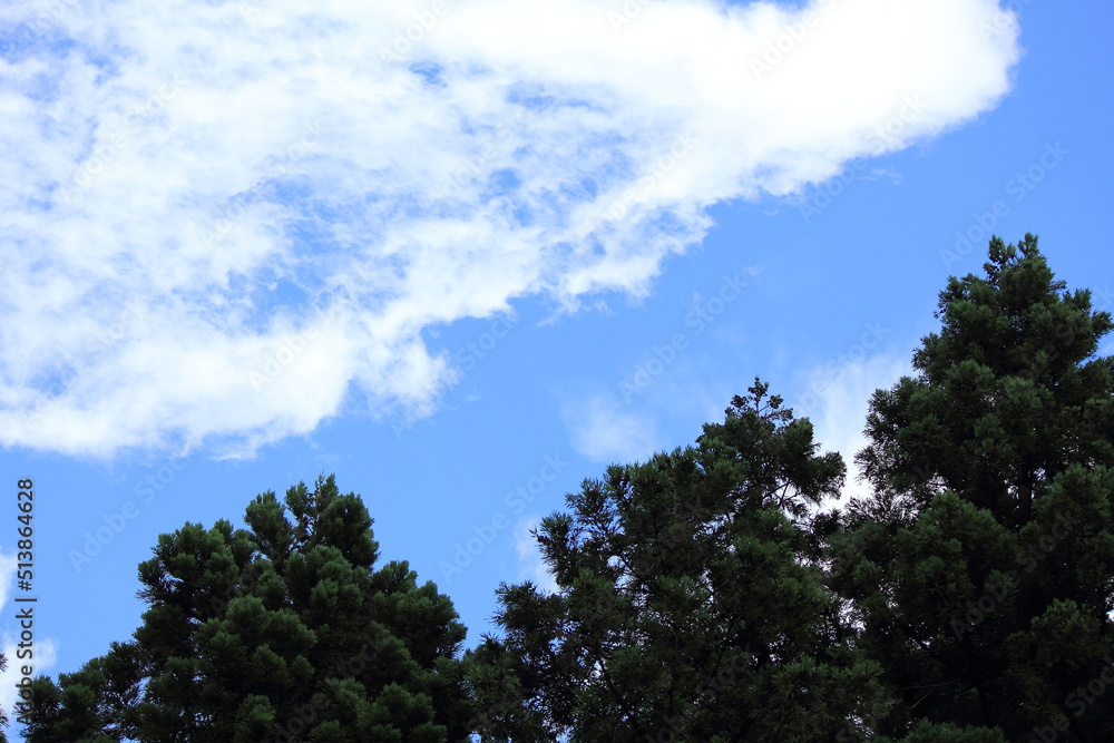 杉の木と青い空