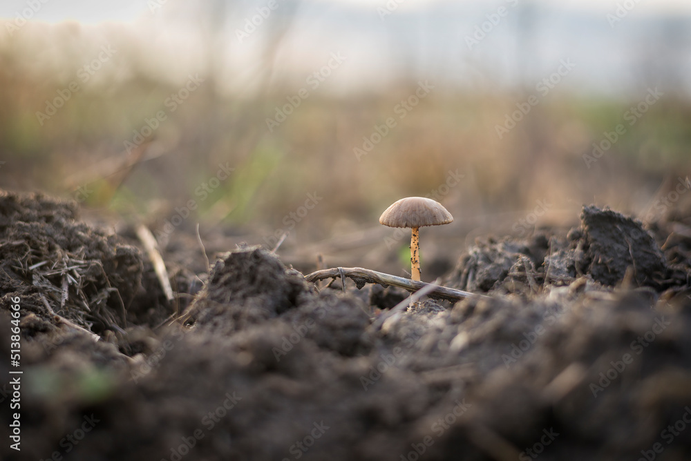 mushroom mushroom