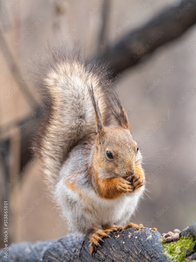 Fototapeta premium The squirrel with nut sits on a branches in the spring or summer.