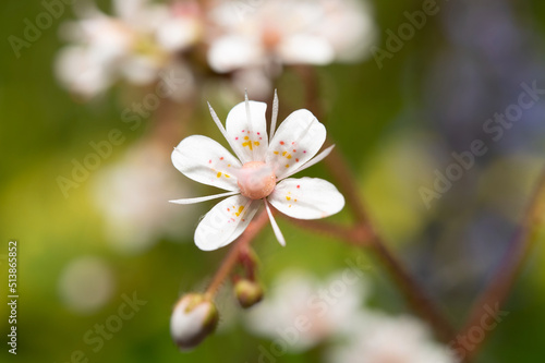 Φωτογραφία A saxifrage flower taken at close range