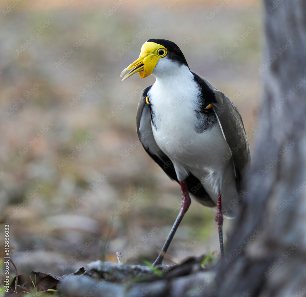 masked lapwing plover near tree