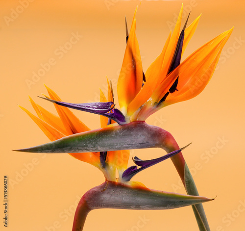 two birds of paradise flowers on orange background photo