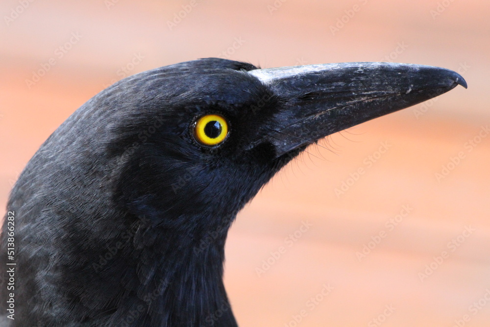 close up portrait of a crow close up portrait of a crow