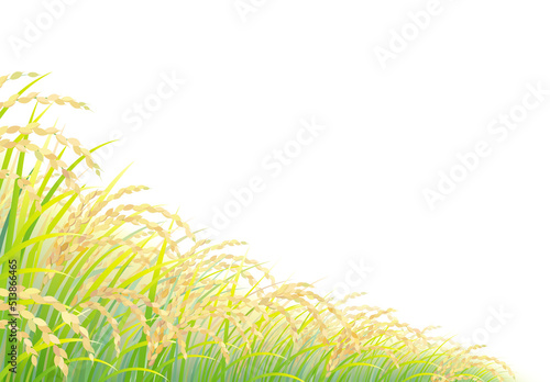 稲　稲穂　田んぼ　白背景