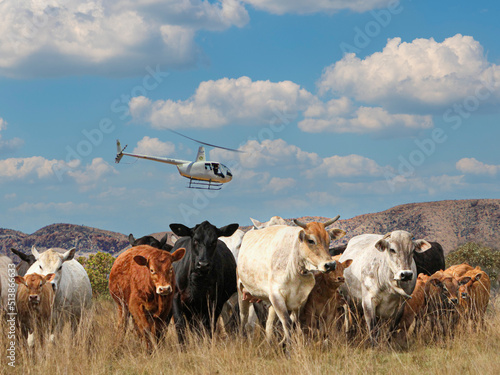 Foto helicopter mustering cattle