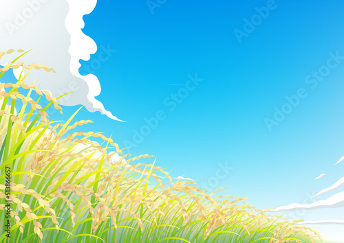 稲　稲穂　田んぼ