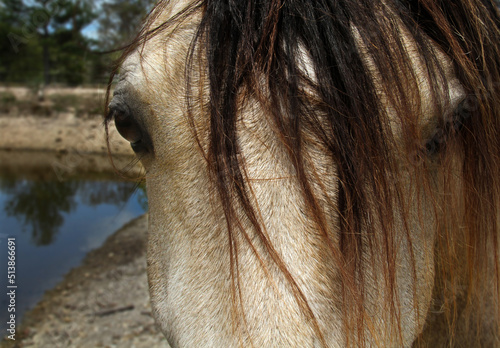 Photography eye and forelock of a horse