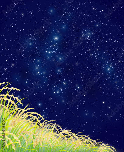 稲　稲穂　田んぼ　星空