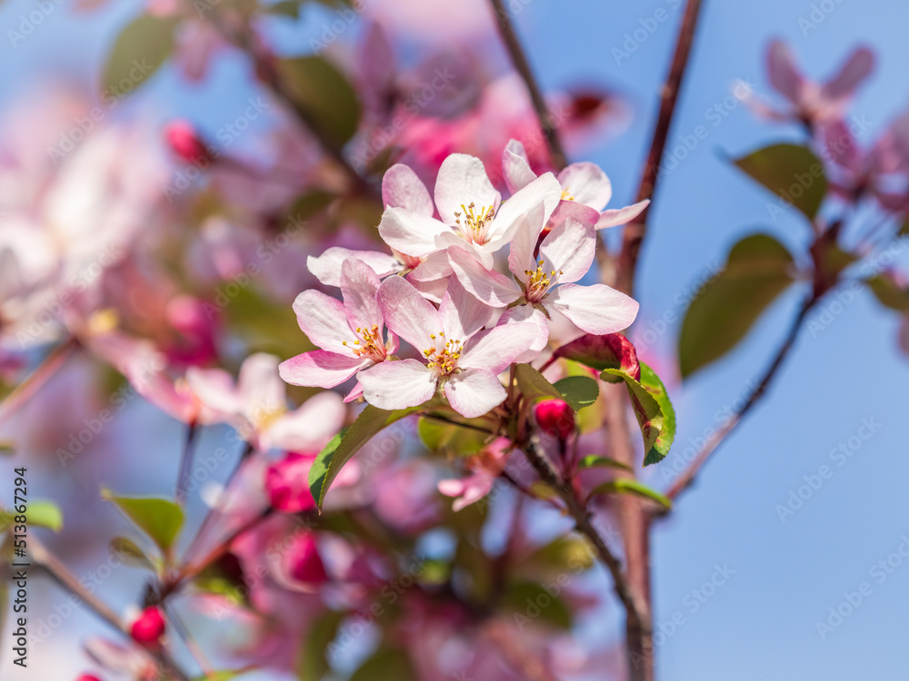 Obraz premium Fresh pink flowers of a blossoming apple tree with blured background