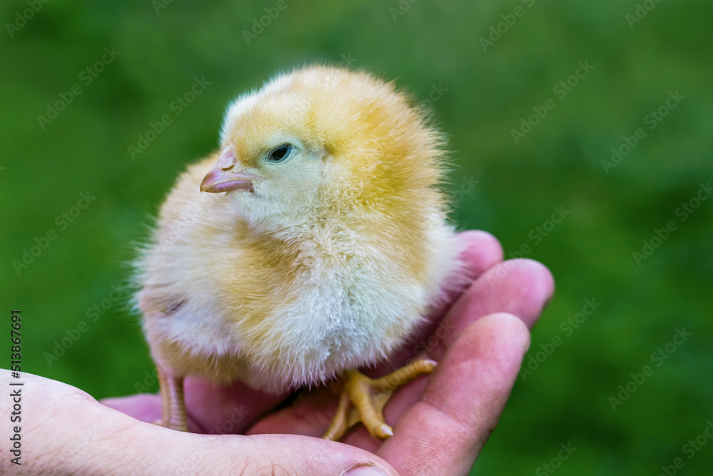 Obraz premium A cute chick sits in a person's hand