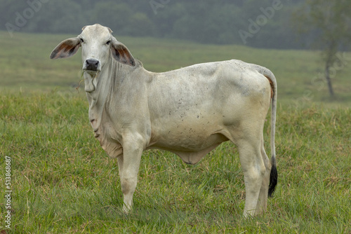Brahman Cattle in Queensland Australia photo