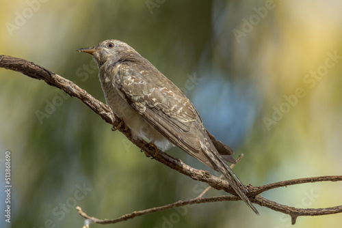 Juvenile Brush Cuckoo in Queensland Australia