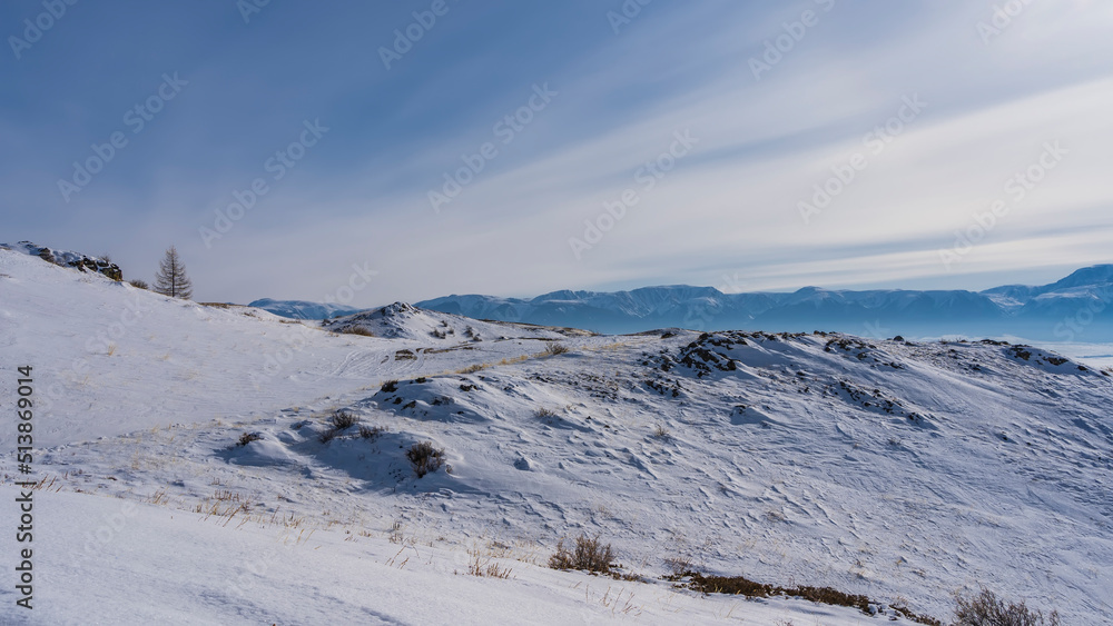 Dry grass and a bare tree are visible on the snow-covered slopes. A mountain range against a blue sky. Altai.