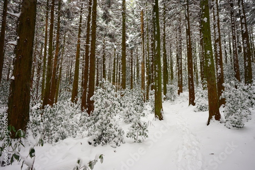 cedar forest covered with snow