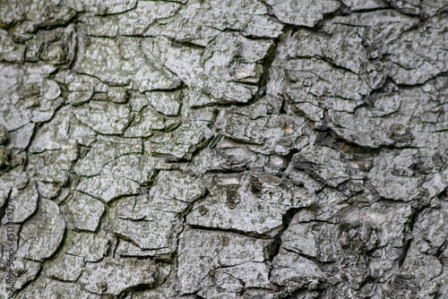 Tree bark with fine natural structures and patina of rough tree bark as natural and ecological background shows a beautiful in grey color tones as scars and protection against and habitat for insects