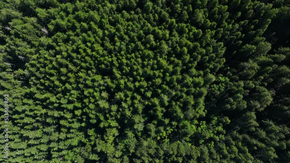 Top down shot of a lush tree filled forest. Top down shot of a lush tree filled forest.