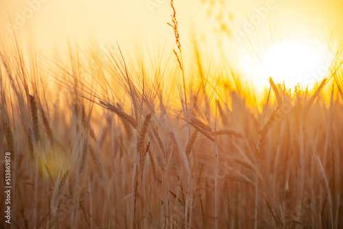 Golden ears of wheat on a background of bright orange sunset. Shine of the sun in the lens. Selective focus. © malshak_off