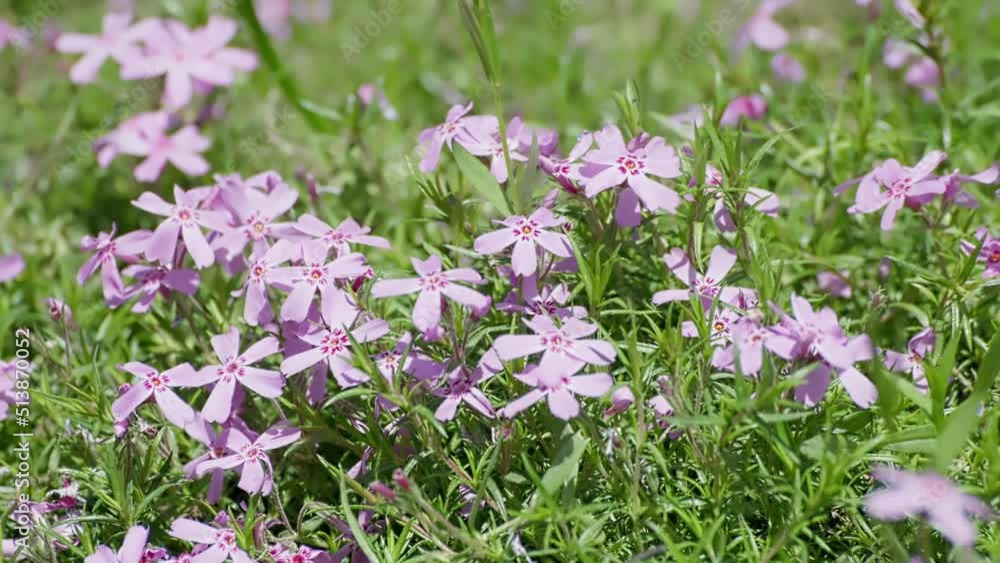 beautiful violet phlox sway in the wind on a hot sunny day. Purple phlox-subulate beautiful violet phlox sway in the wind on a hot sunny day. Purple phlox-subulate