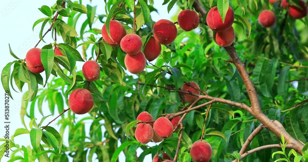 Ripe sweet peach fruit growing on peach branch in orchard. Delicious peaches on the plantation. Ripe sweet peach fruit growing on peach branch in orchard. Delicious peaches on the plantation.