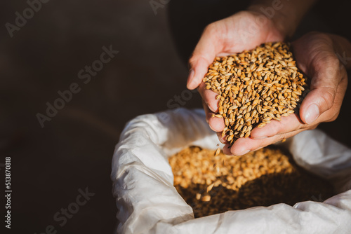 Barley Ingredients for Brewing in the Factory beer brewing Hold wheat or barley in hand and inhale the aroma of the grains in a close-up crop warehouse. photo