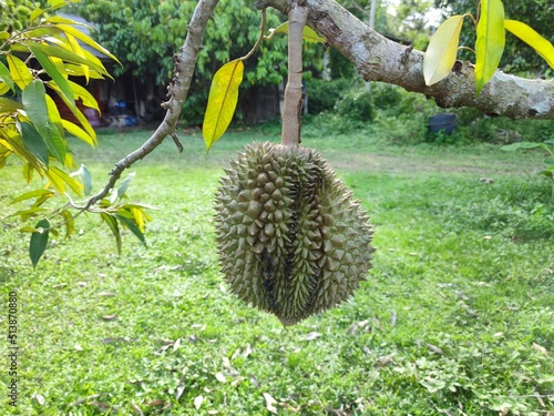 Durian fruits in Thailand with a unique taste and aroma grown in the garden are ready to be harvested