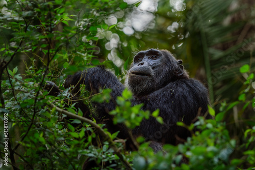 Pan-hooting chimpanzee (Pan troglodytes) in natural habitat © vaclav