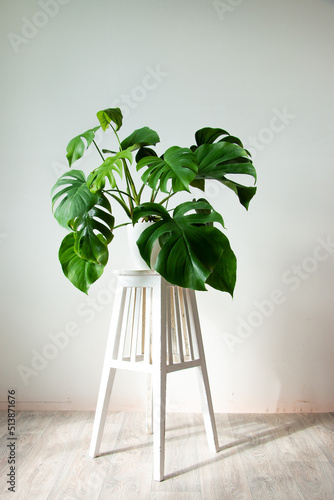 Monstera Deliciosa plant in a white pot indoors. Leaves close up.