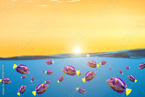 Underwater picture of beautiful fish in the sea