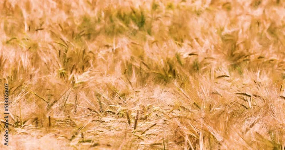 ears of wheat in a field on a hot day against the sky. Disaster. Harvesting ears of wheat in a field on a hot day against the sky. Disaster. Harvesting